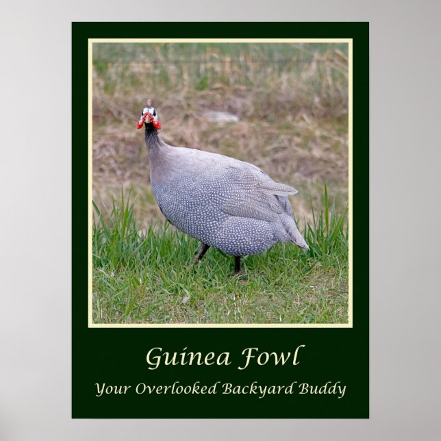 Guinea Fowl poster (Framsidan)