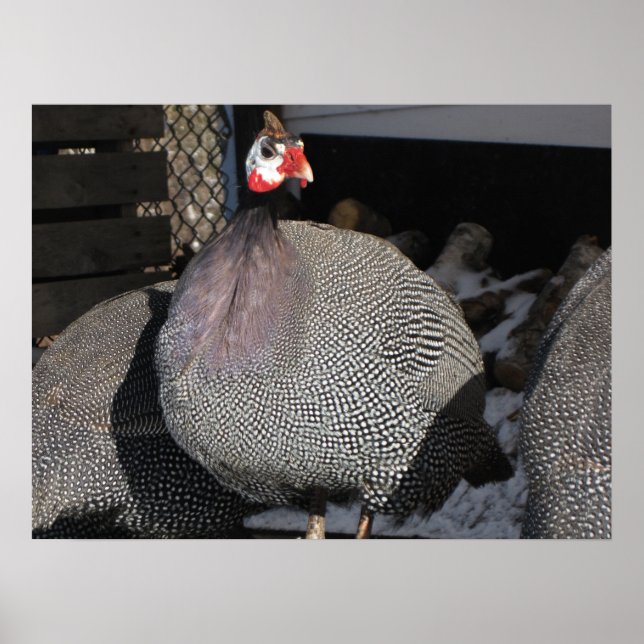 Guinea Fowl Poster (Framsidan)
