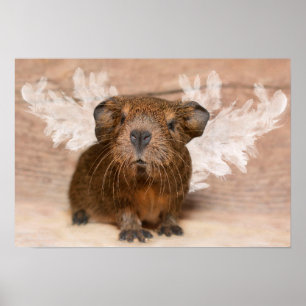 Guinea Gris Angel Poster