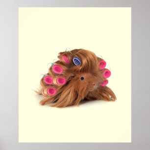 Guinea Gris Beviljande av Funny Curly Guinea Gri Poster