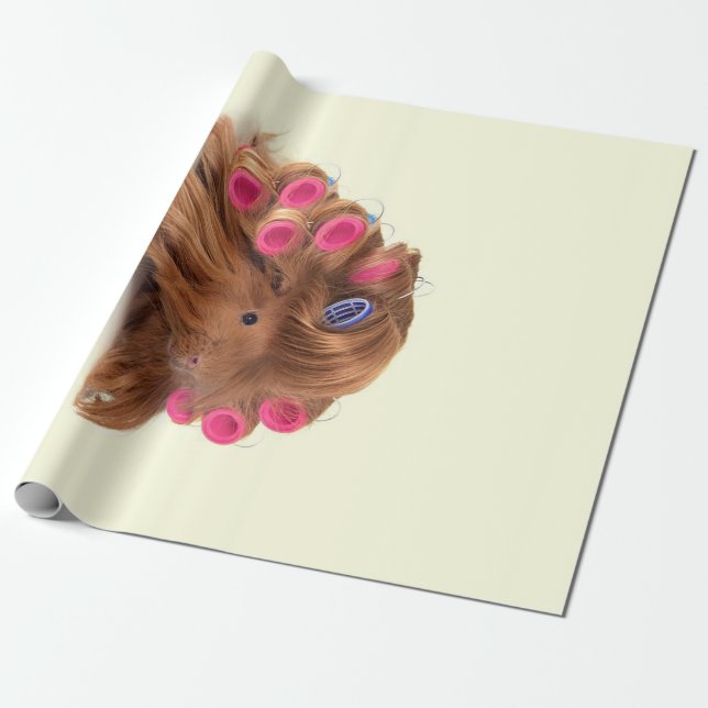 Guinea Gris | Beviljande av Funny Curly Guinea Gri Presentpapper (Utrullad)