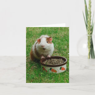 Guinea Gris Card Kort