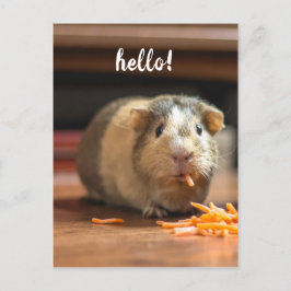 Guinea Gris Funny Hej Vykort
