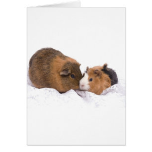 Guinea gris hälsningskort