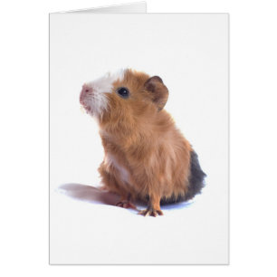 Guinea gris hälsningskort