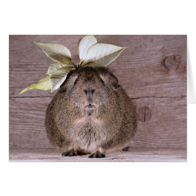 Guinea gris hälsningskort (Framsidan Horizontal)