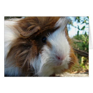 Guinea Gris Hälsningskort