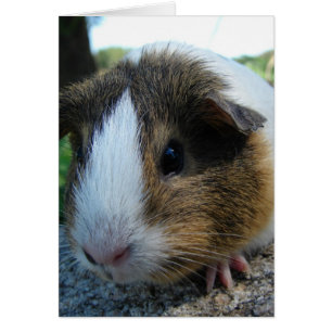 Guinea Gris Hälsningskort