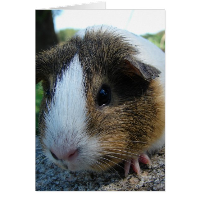 Guinea Gris Hälsningskort (Framsidan)
