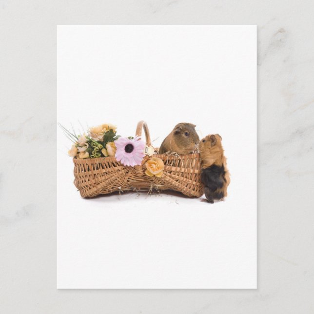 Guinea gris i basket vykort (Framsida)