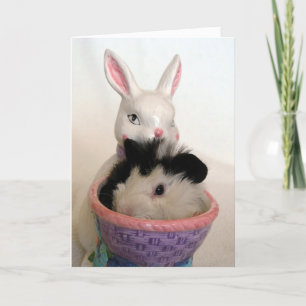 Guinea Gris i Bunny Planter för Påsk Helgkort