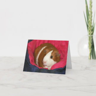 Guinea Gris i Cozie Notecard Kort