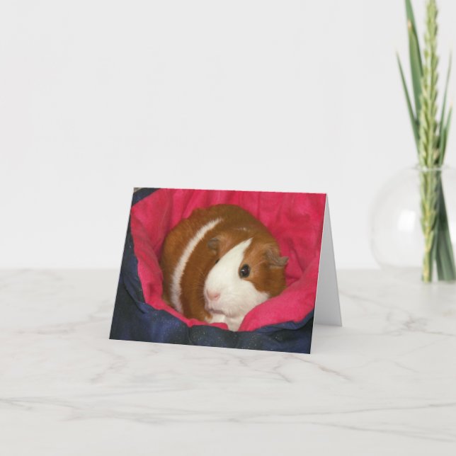 Guinea Gris i Cozie Notecard Kort (Framsida)