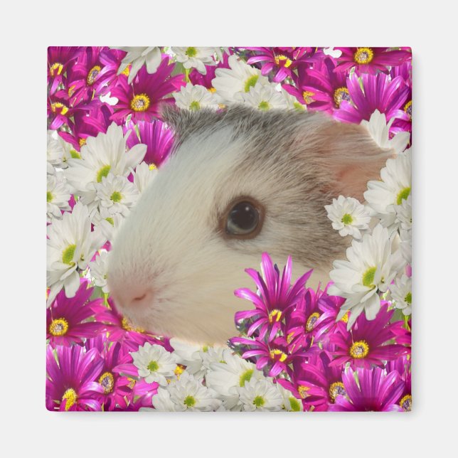 Guinea Gris i Daisy, Fridge Magnet (Framsidan)