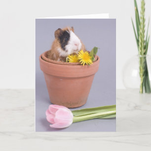 Guinea gris i en blomkruka kort