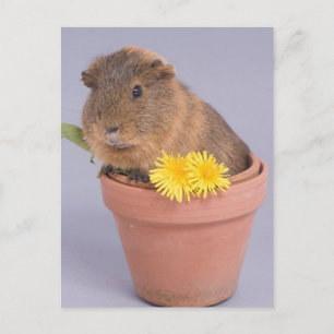 Guinea gris i en blomkruka vykort