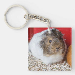 Guinea gris i en bur