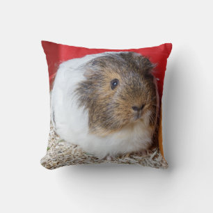 Guinea gris i en bur kudde
