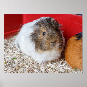 Guinea gris i en bur poster