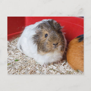 Guinea-gris i en bur vykort
