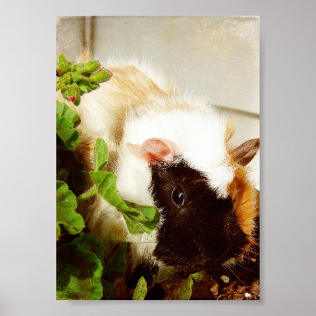 Guinea Gris i Flowers Poster (Framsidan)