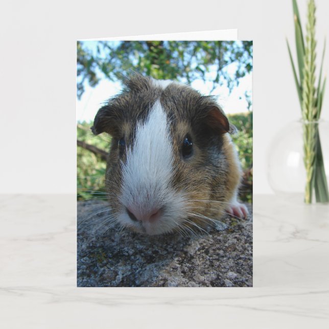 Guinea Gris Kort (Framsida)