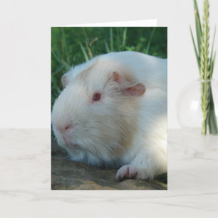 Guinea Gris Kort