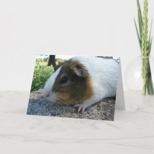 Guinea Gris Kort