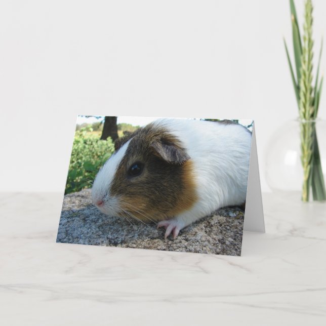 Guinea Gris Kort (Framsida)