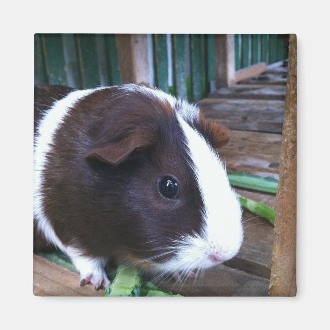 Guinea gris magnet (Framsidan)