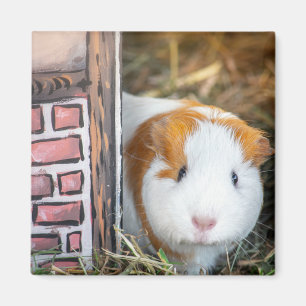 Guinea gris magnet