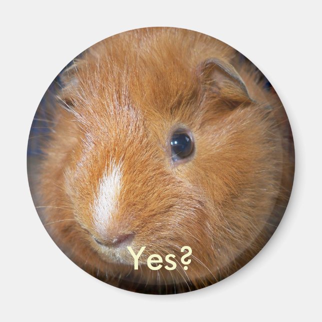 Guinea Gris Magnet (Framsidan)