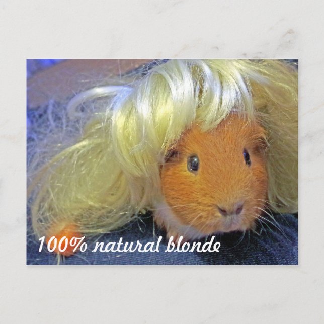 Guinea gris med blondin wig vykort (Framsida)