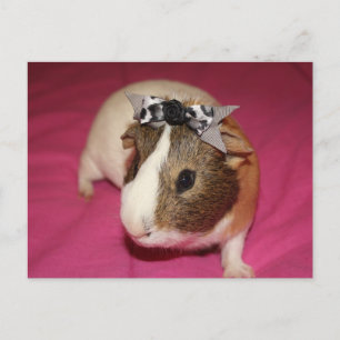 Guinea Gris med Bow 2 Vykort