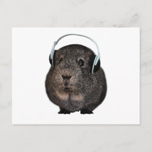 Guinea Gris Music Pet Vykort