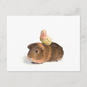 Guinea gris och gult vykort