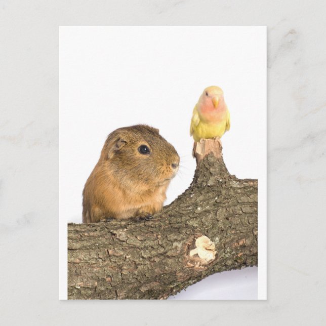 Guinea gris och gult vykort (Framsida)