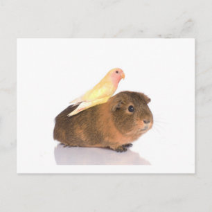 Guinea gris och gult vykort