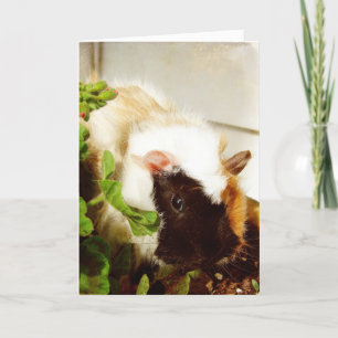 Guinea Gris, Påsk Helgkort
