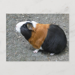 Guinea Gris Photo Vykort