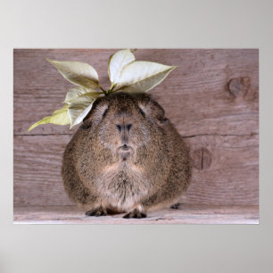 Guinea gris poster