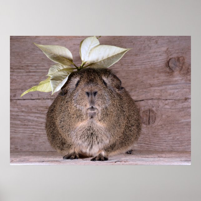Guinea gris poster (Framsidan)