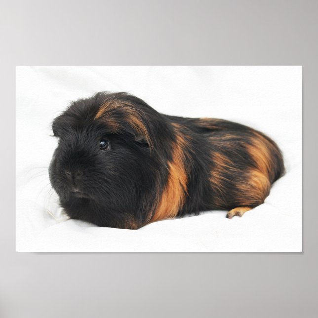 Guinea Gris Poster (Framsidan)