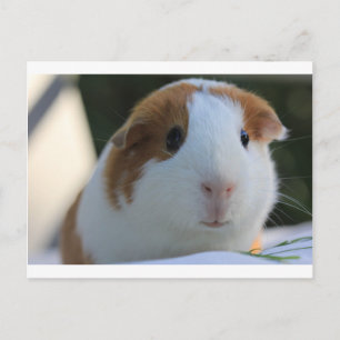Guinea Gris utanför Vykort
