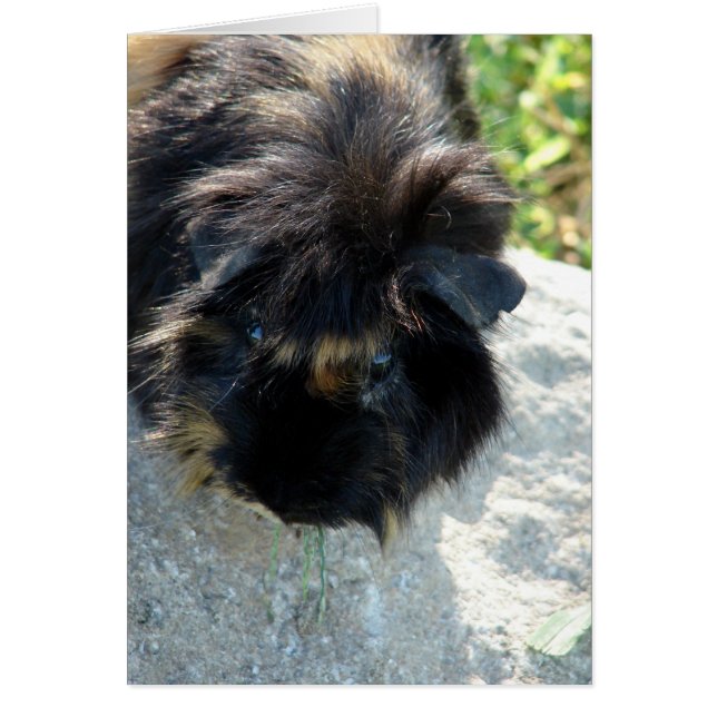 Guinea Gris vid Sten Hälsningskort (Framsidan)