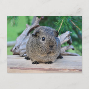 Guinea Gris Vykort