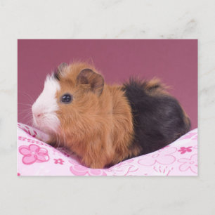 Guinea gris vykort