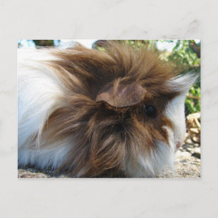 Guinea Gris Vykort