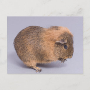 Guinea gris, vykort
