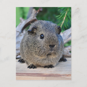 Guinea Gris Vykort